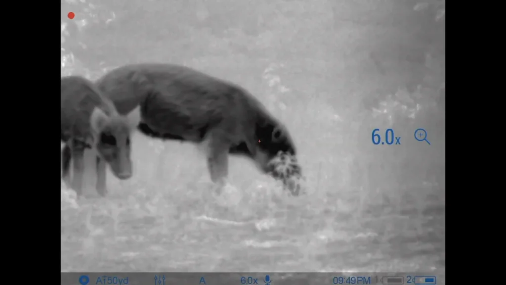 Pulsar Thermion XG50 Thermal Riflescope Night Test