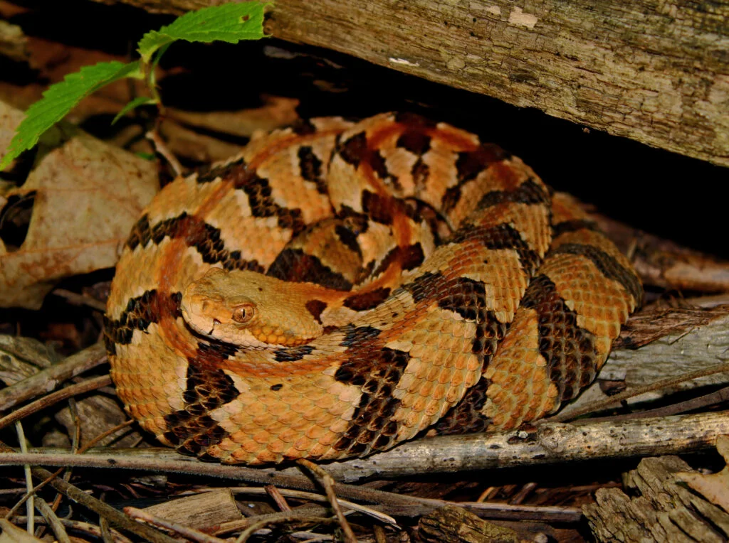 Timber Rattlesnake