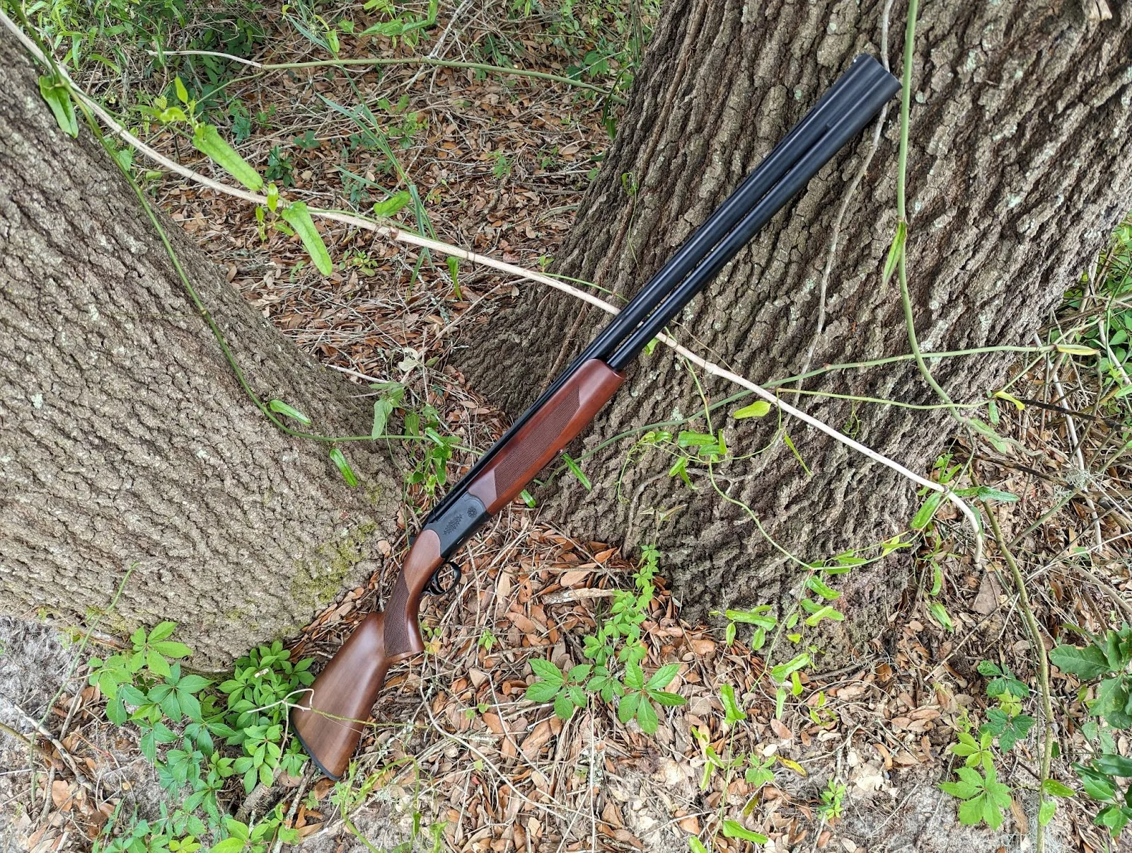 Cz drake lined up against tree