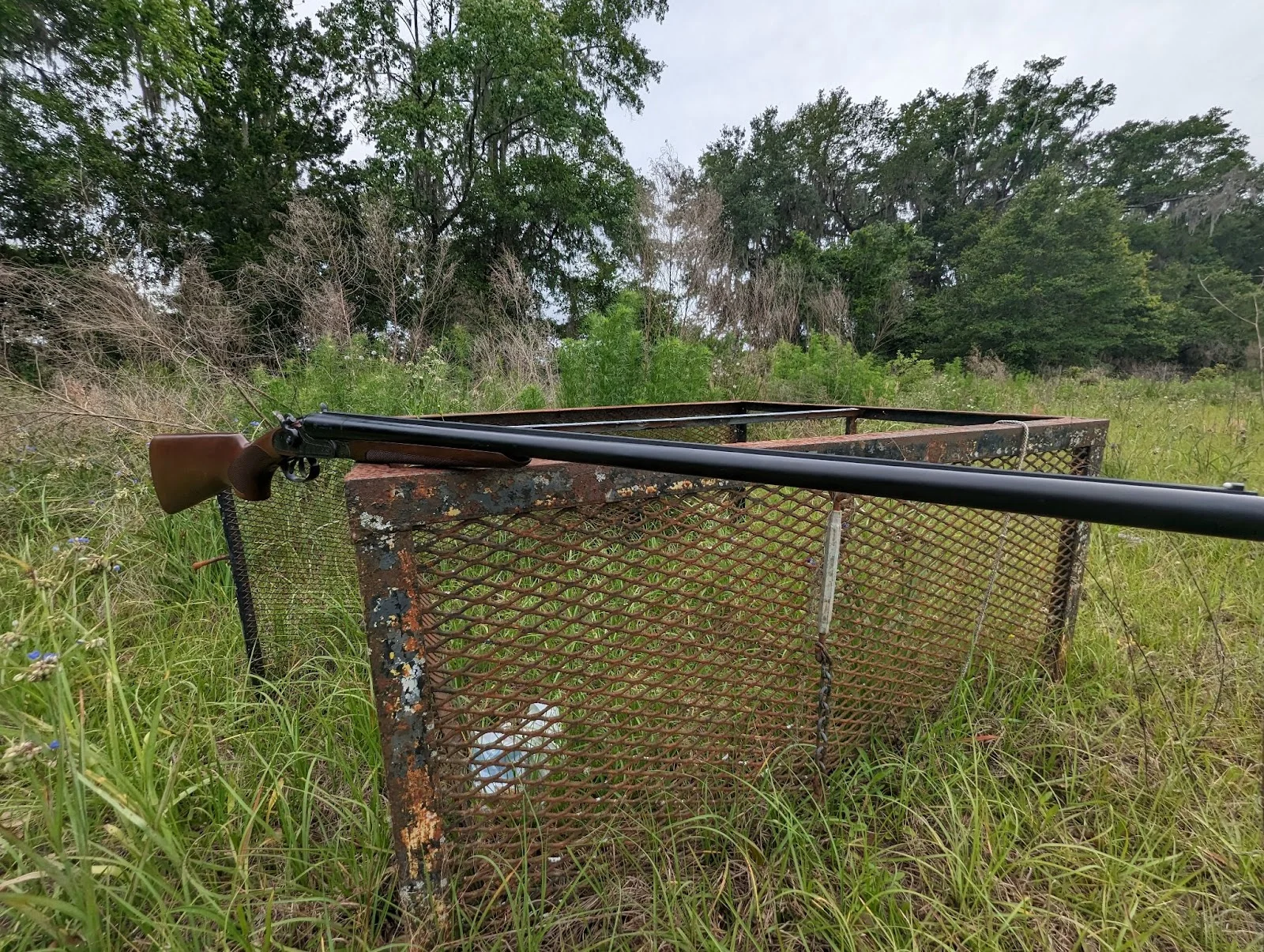 Cz hammer classic review on rusty box