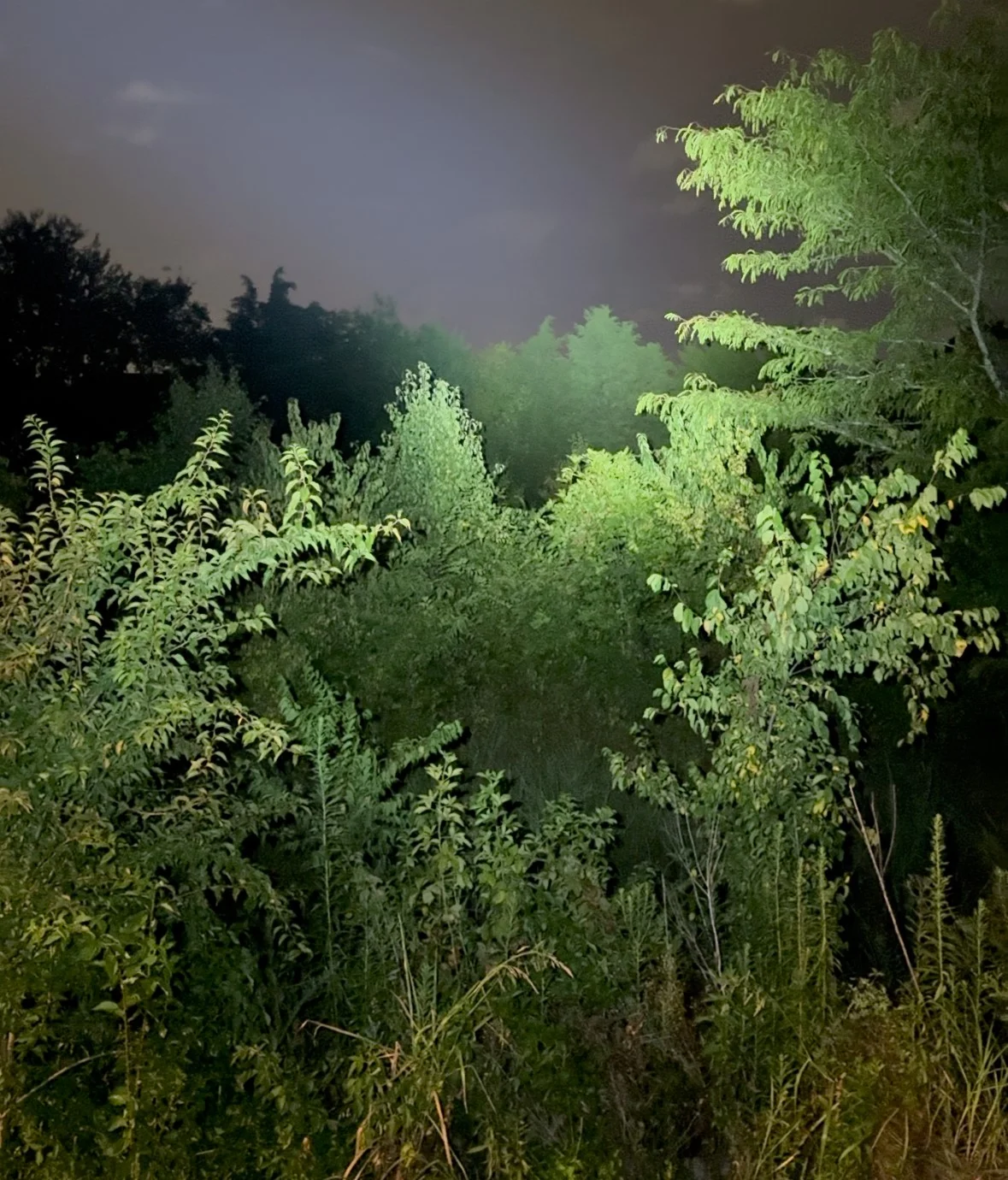 Crimson Trace CWL-202 Tactical Light night time test light up woods