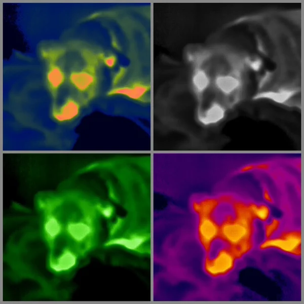 Shadow 37 night vision binoculars testing 4 dog