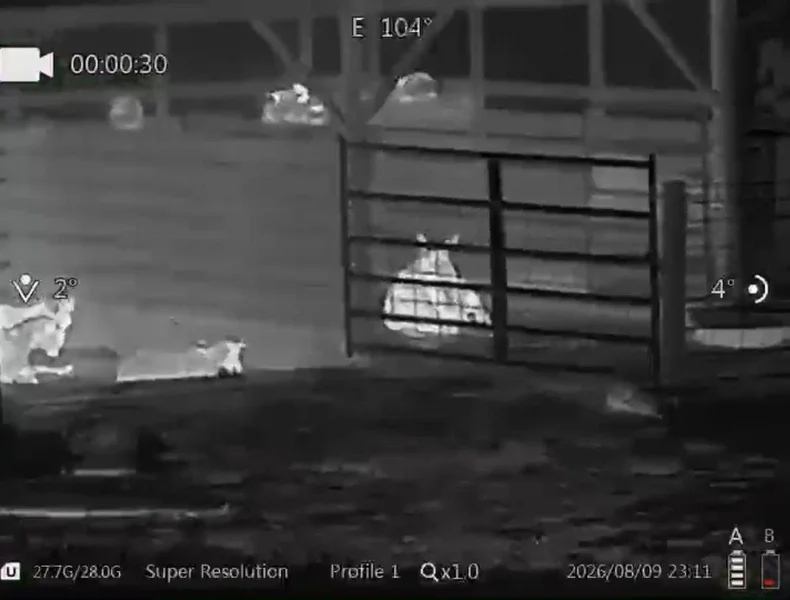 Cattle behind a metal gate at night in white hot through the Goyojo GRS225RF